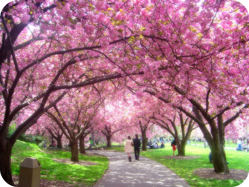 Couple Walking under Cherry Blossoms — Pink