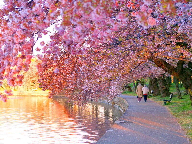 Couple Walking under Cherry Blossoms