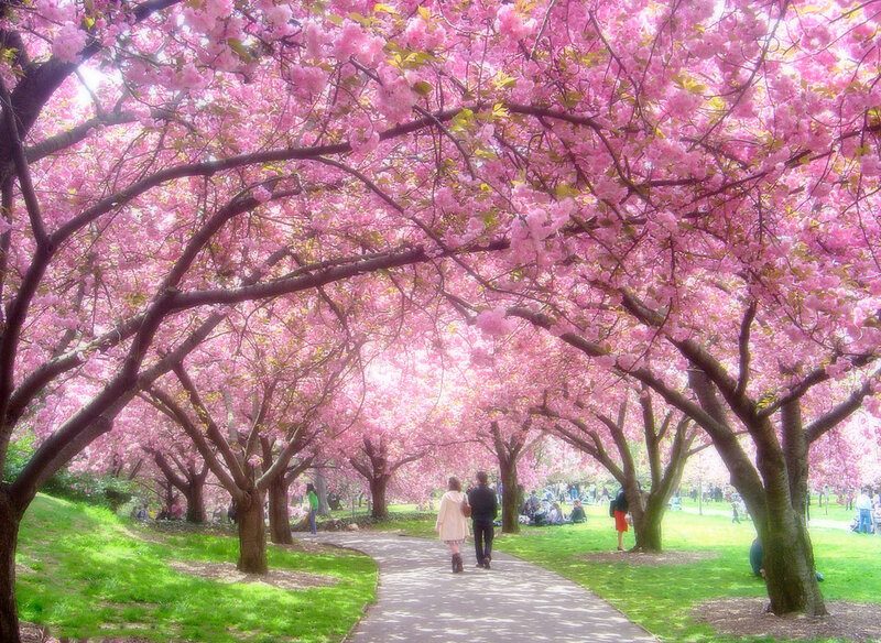 Couple Walking under Cherry Trees