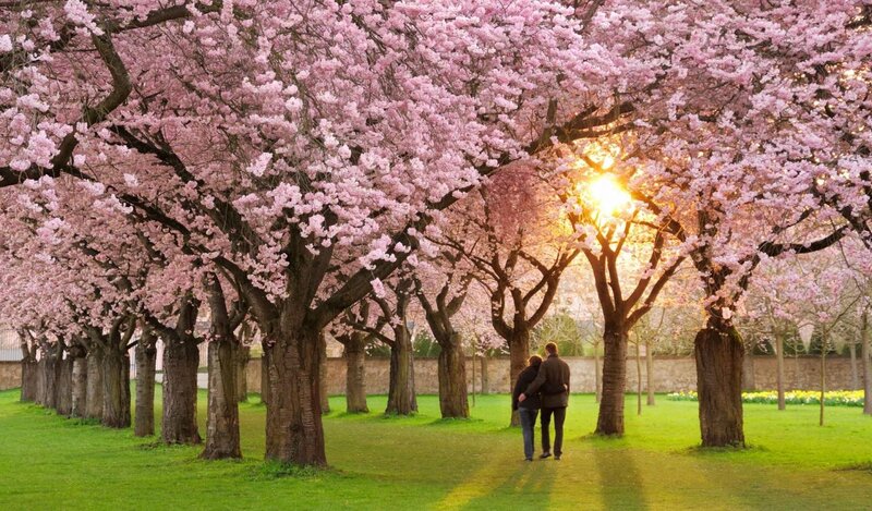 Couple Walking under Trees — Pink, Serene, Spring, Photograph, Grass, Sun