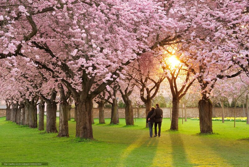 Couple Walking under Trees — Pink, Serene, Spring, Photograph, Grass, Sunlight