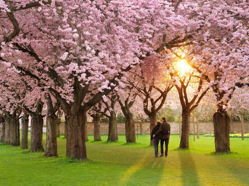 Couple Walking under Trees — Pink, Serene, Spring, Photograph, Grass