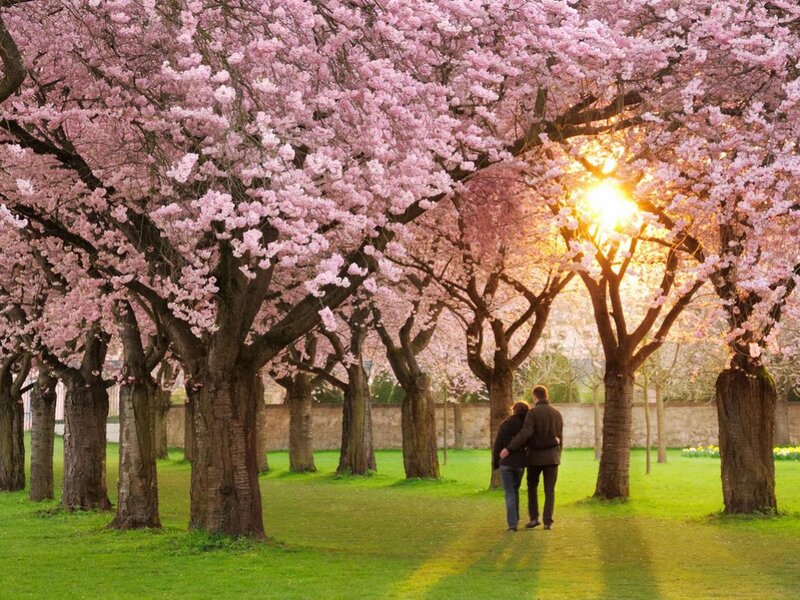 Couple Walking under Trees — Pink, Serene, Spring, Photograph
