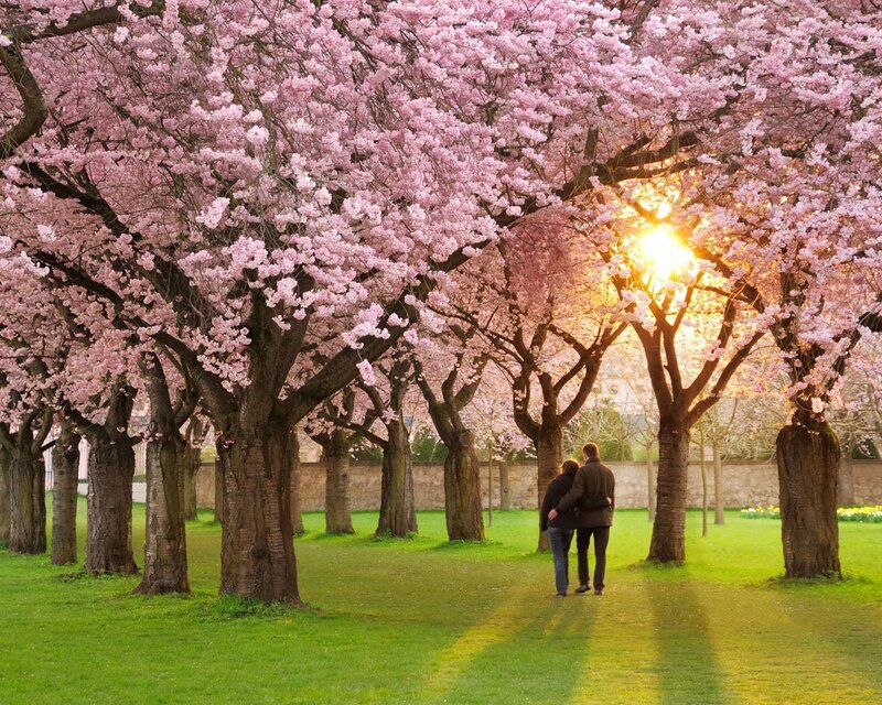 Couple Walking under Trees — Pink, Serene, Spring