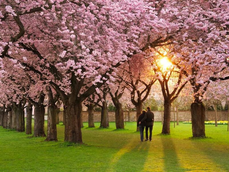Couple Walking under Trees — Pink, Serene
