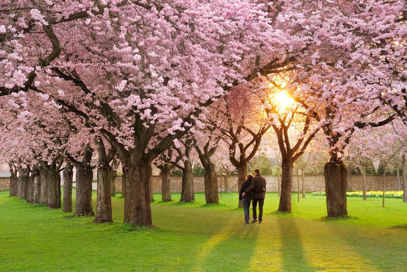 Couple Walking under Trees — Pink