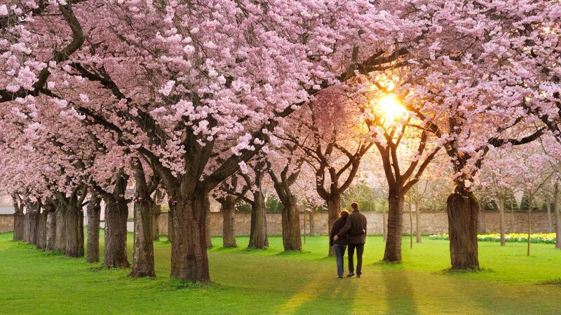 Couple Walking under Trees