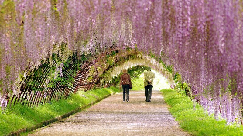 Couple Walking under Wisteria