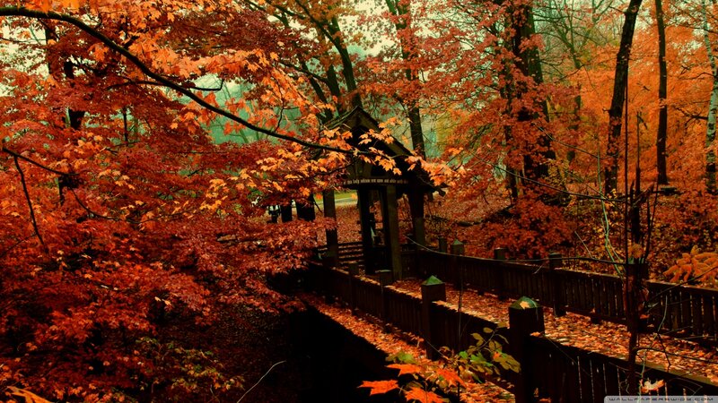 Covered Bridge in Autumn — Orange, Serene, Photograph, Trees, Leaves