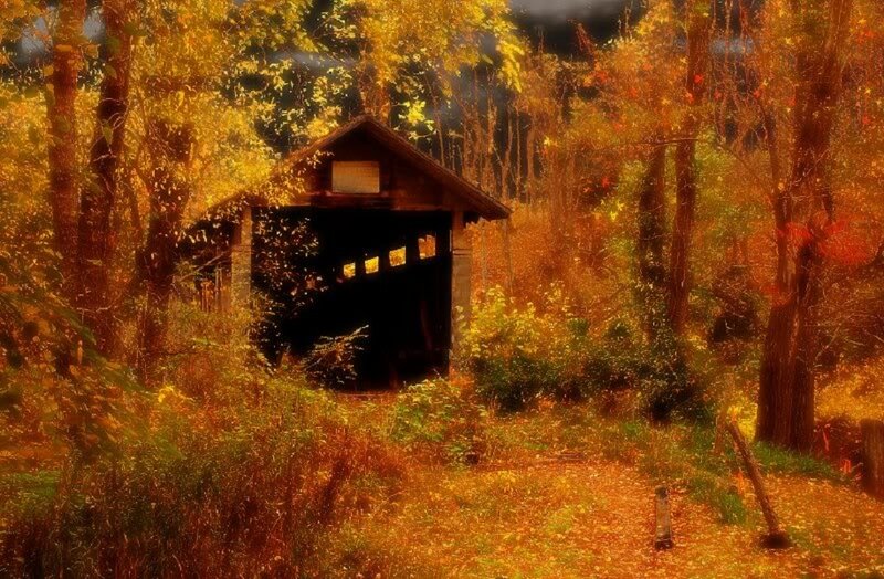 Covered Bridge in Forest — Yellow