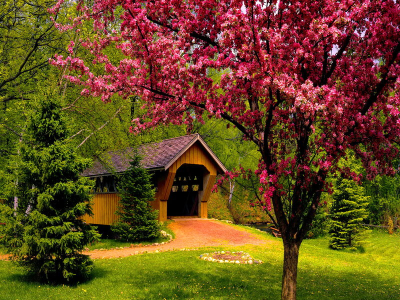 Covered Bridge in Spring — Pink