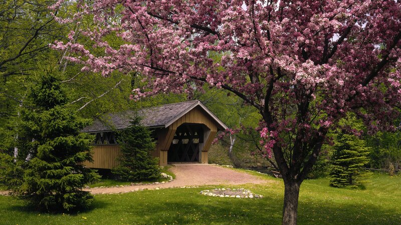 Covered bridge with blooming tree