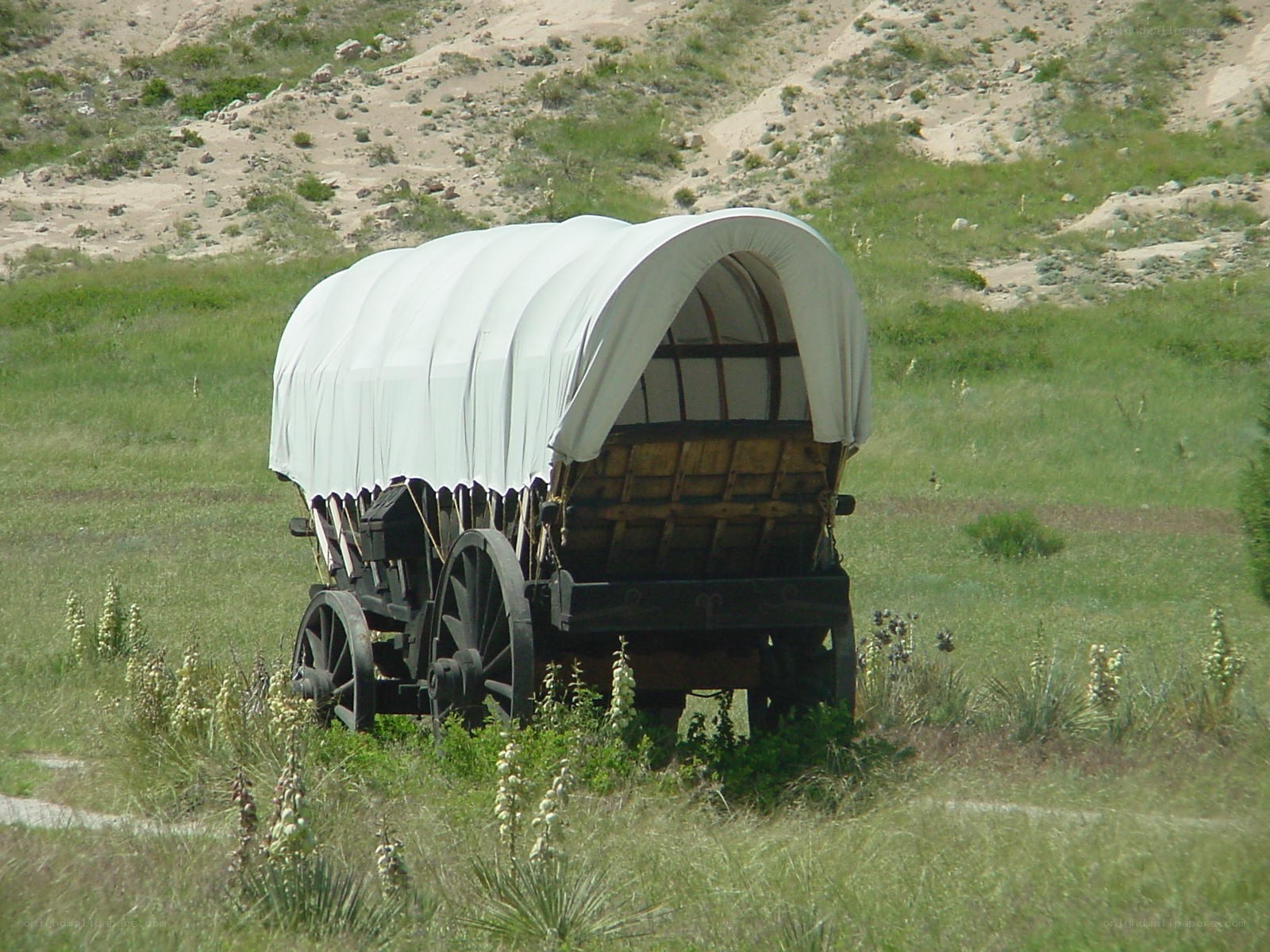 covered wagon in a field