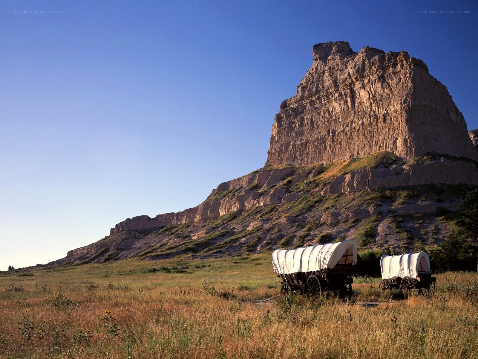Covered wagons in prairie