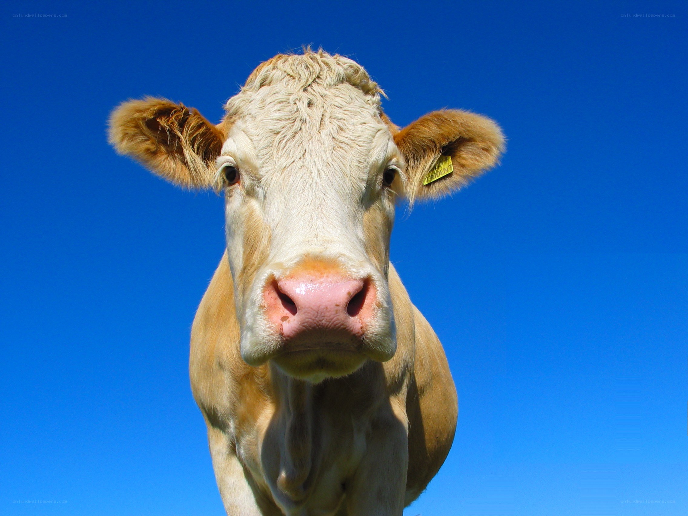 Cow against blue sky