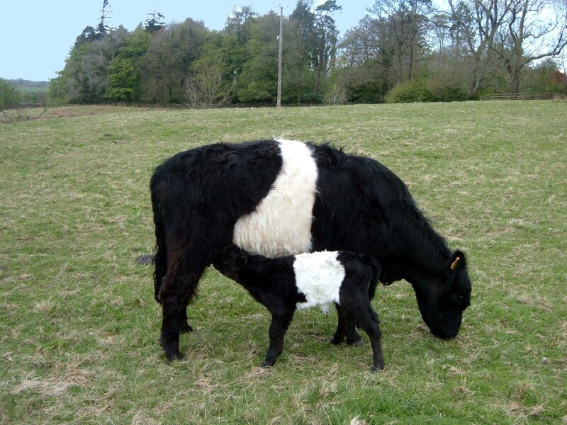 Cow and calf in a field