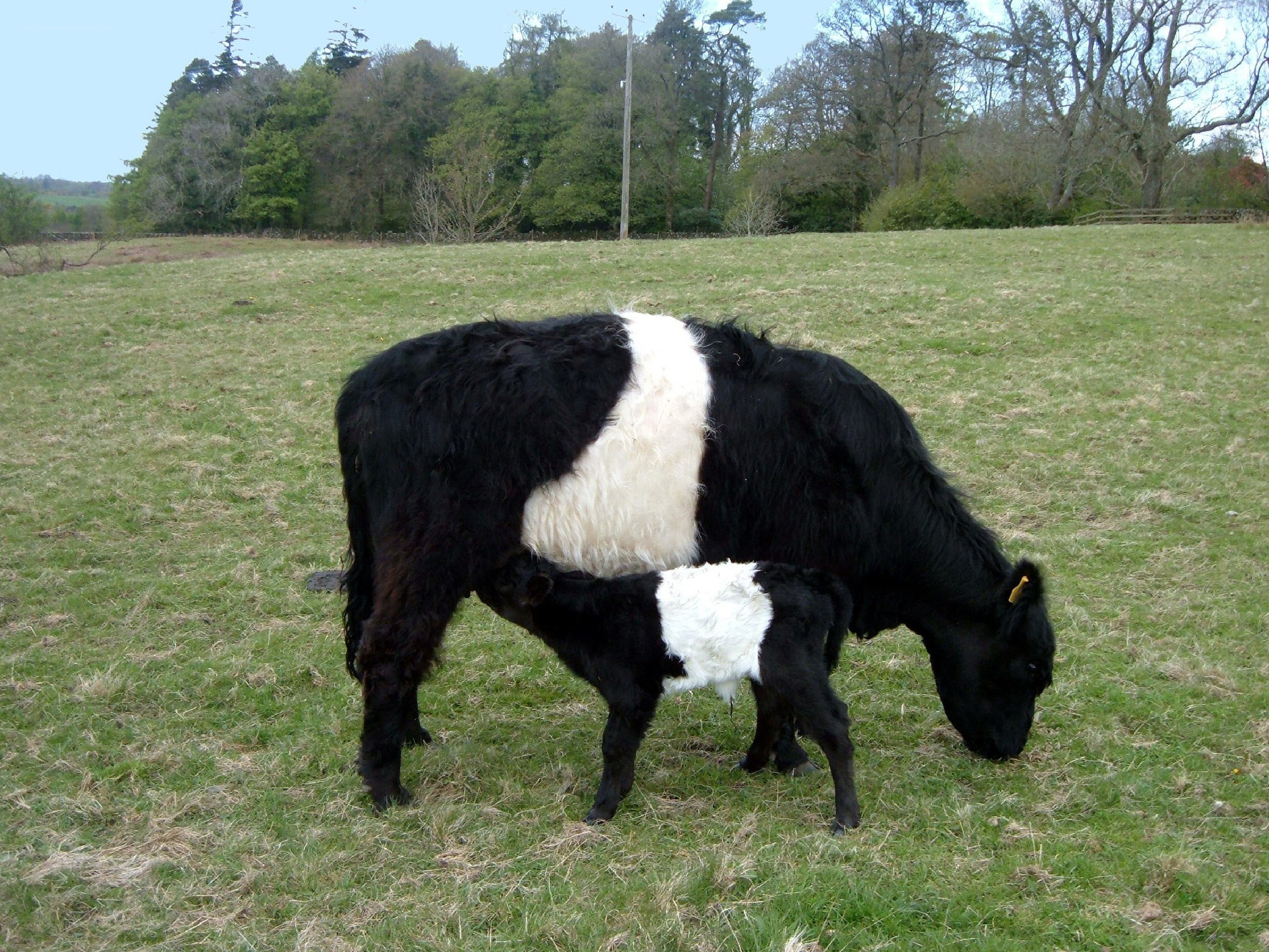 Cow and calf in a field