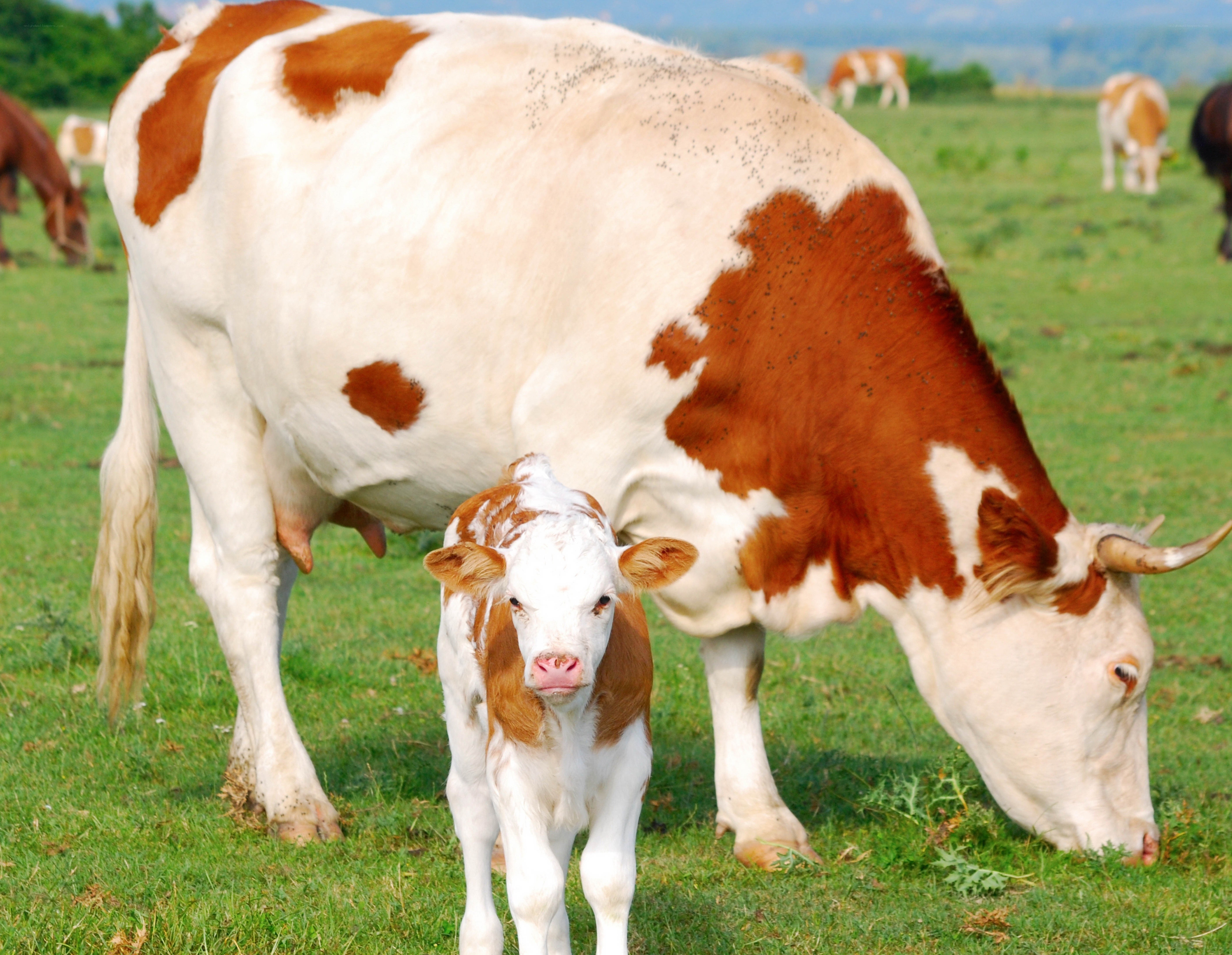 Cow and calf in a field