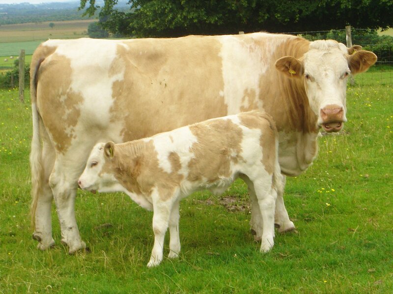 Cow and Calf in Field