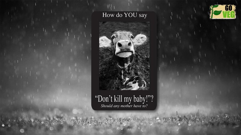 Cow and Calf in Rain