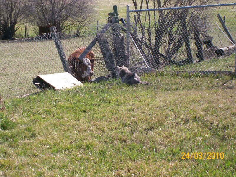 Cow and cat near fence