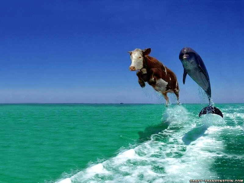 cow and dolphin jumping