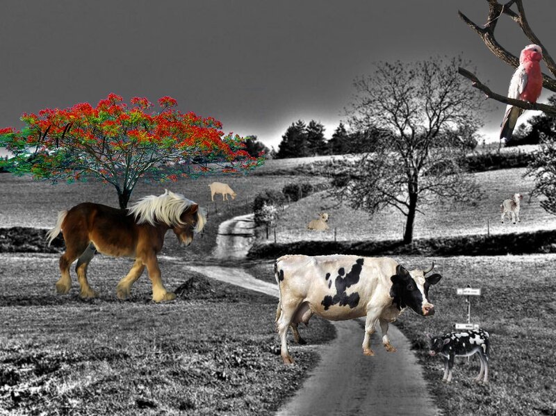 Cow and Foal in Field