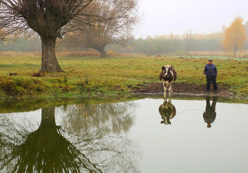 Cow and Man in Field