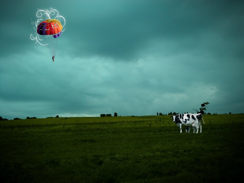 Cow and Parachutist in Field