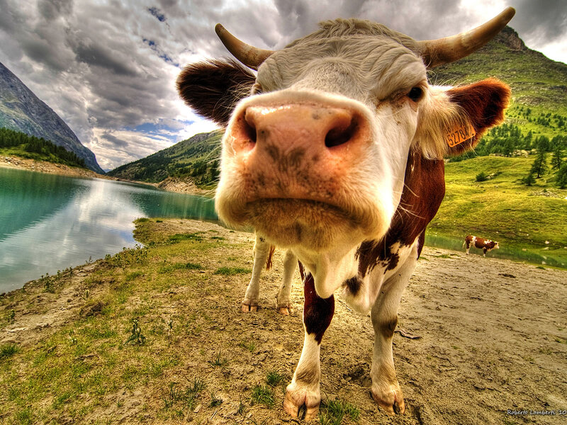 Cow at Lake Shore