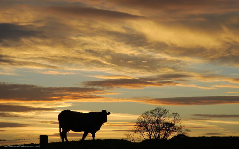 Cow at sunset silhouette