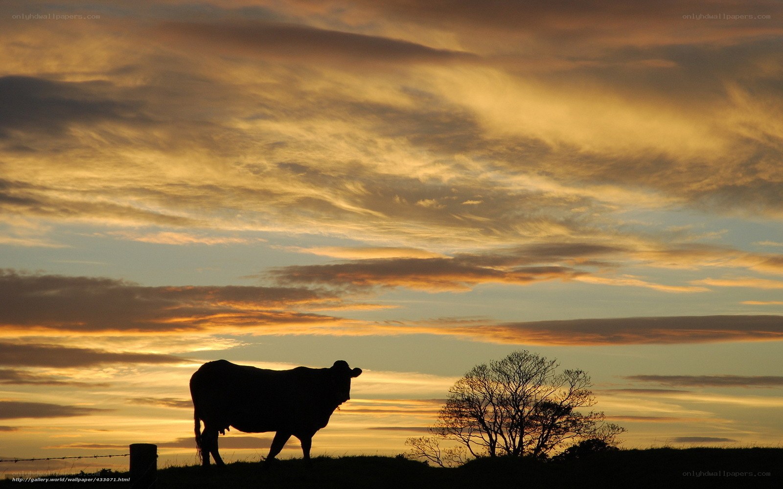 Cow at sunset silhouette