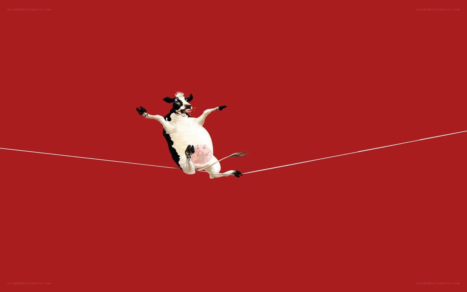 Cow balancing on a tightrope