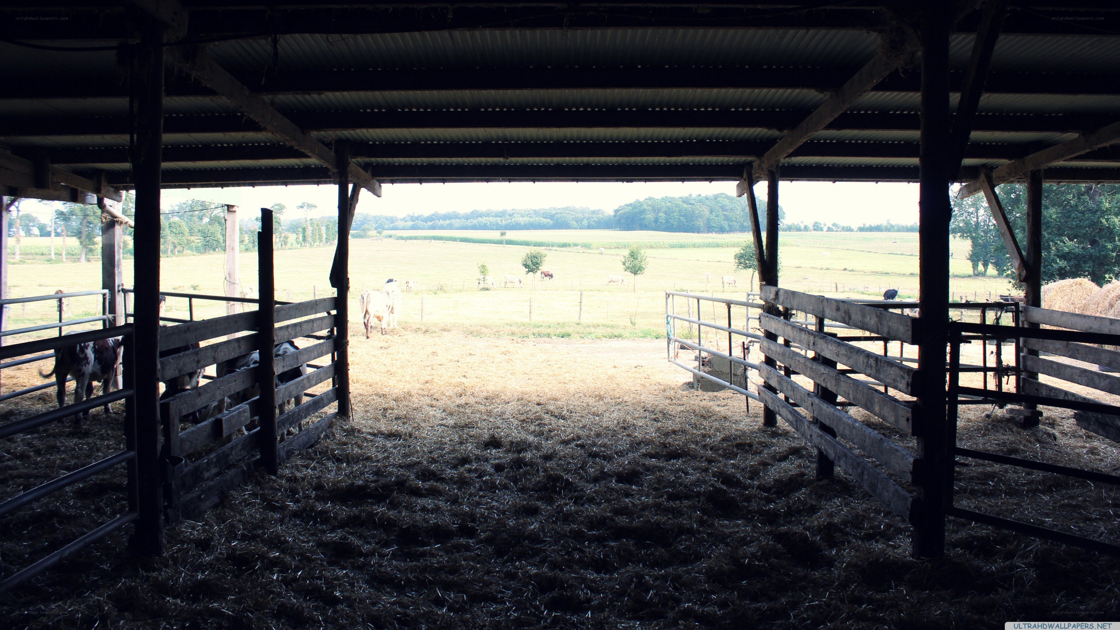 Cow barn view from inside