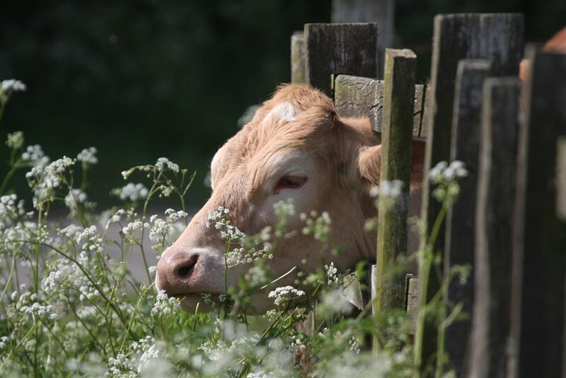 cow behind a fence