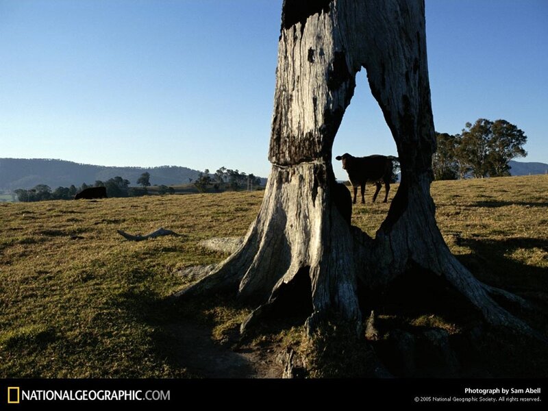 Cow behind a hollow tree