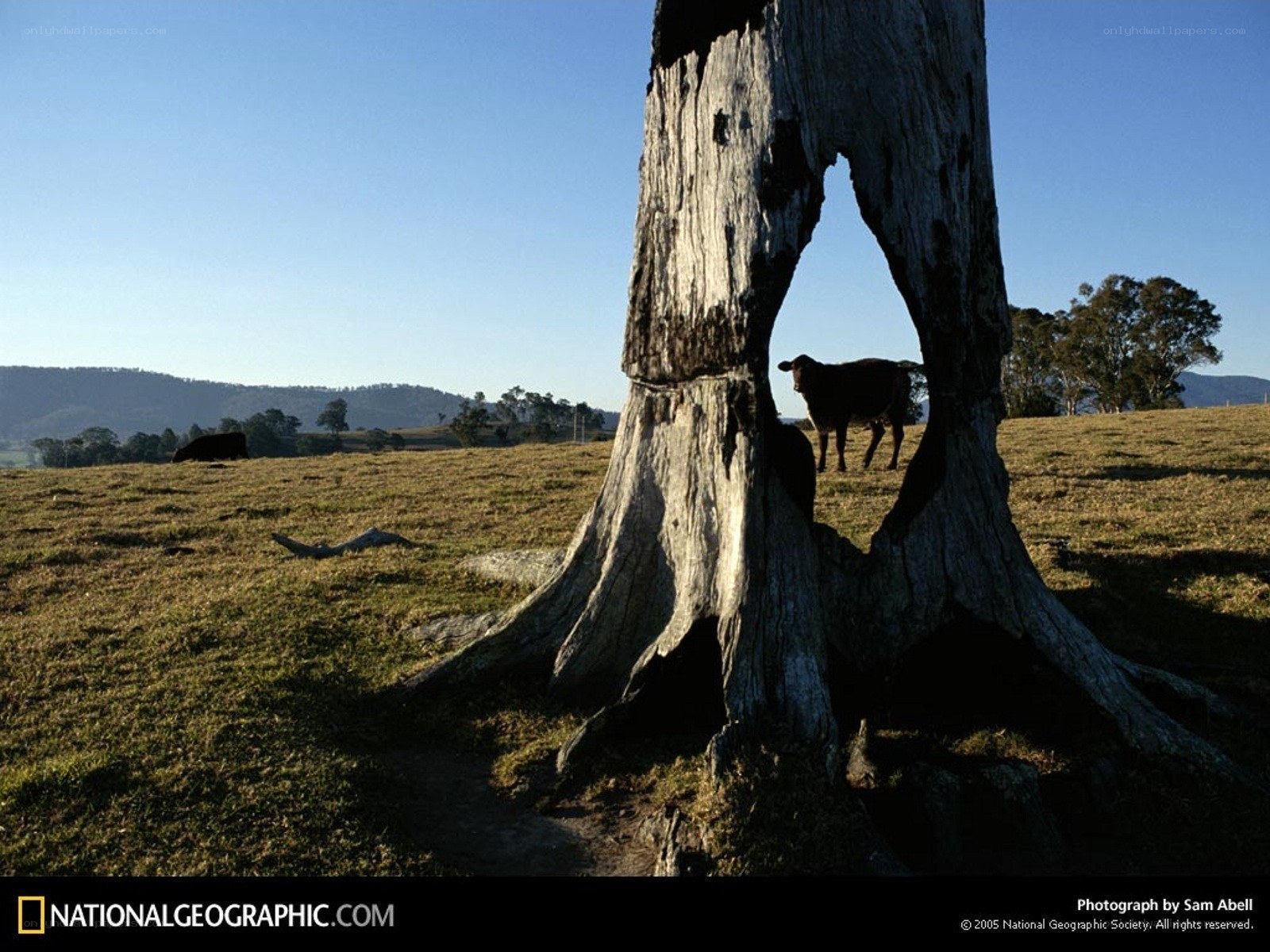 Cow behind a hollow tree