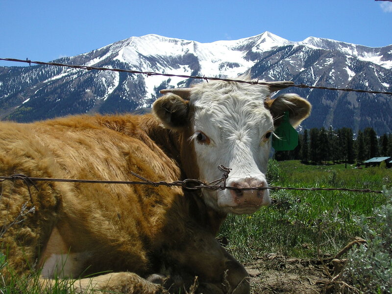 cow behind barbed wire fence