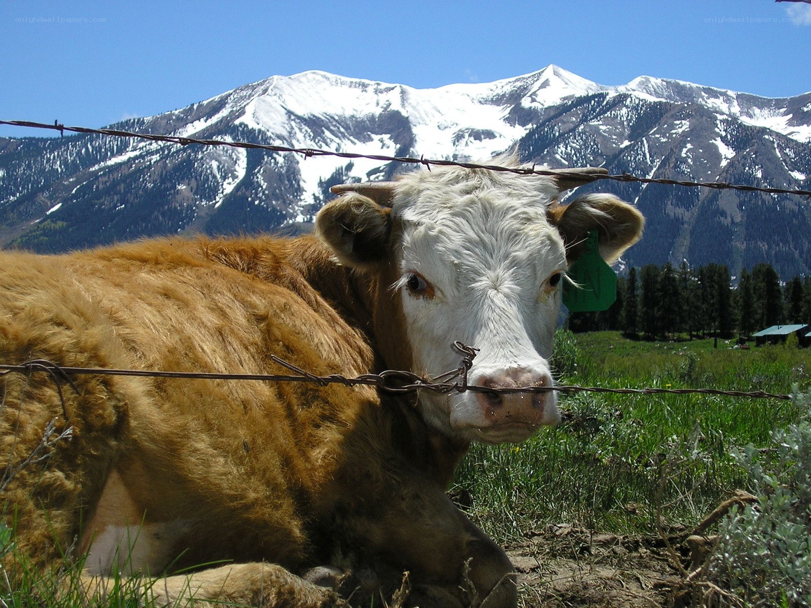 cow behind barbed wire fence