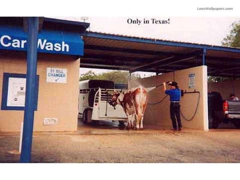 Cow Being Washed