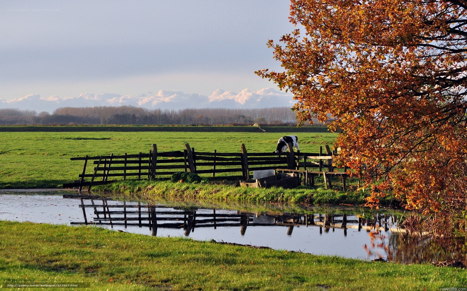 Cow by a canal in autumn