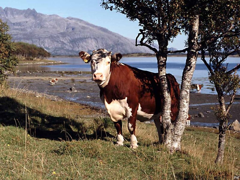Cow by the water