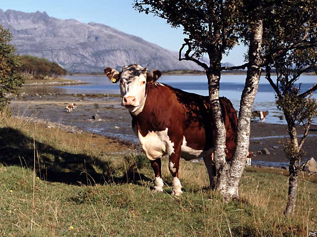 Cow by the water