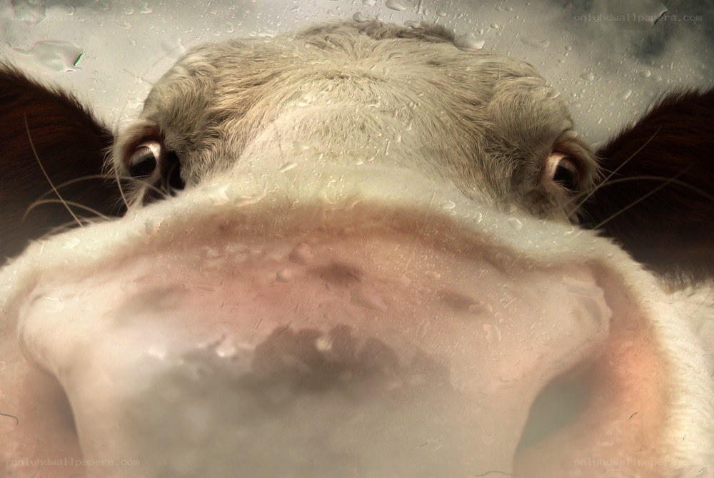 cow close-up through glass