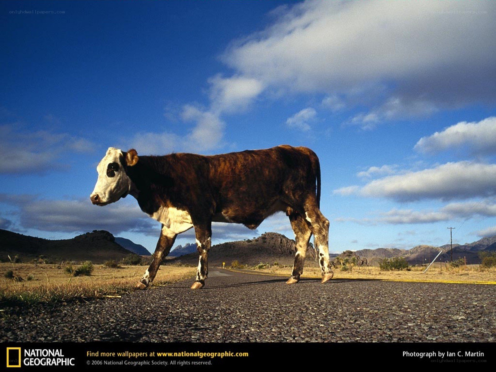 Cow crossing a desert road