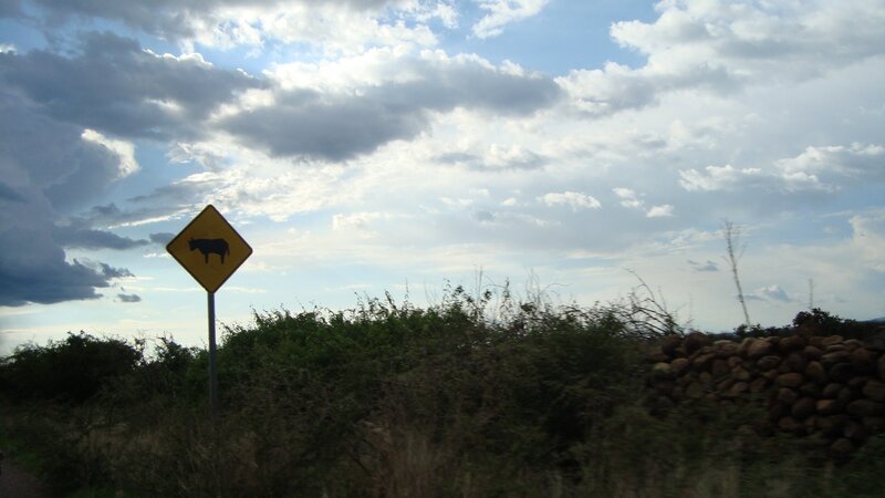 Cow crossing sign on a rural road