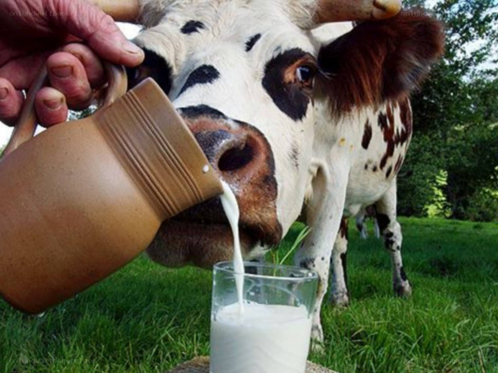 cow drinking milk from a jug