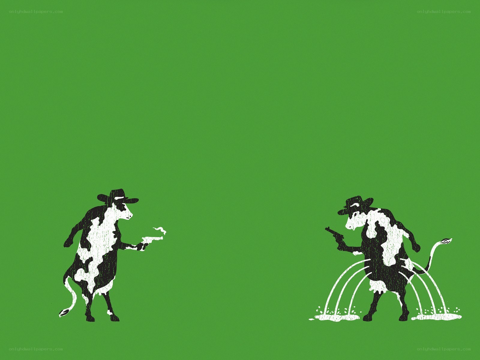 Cow duel on green