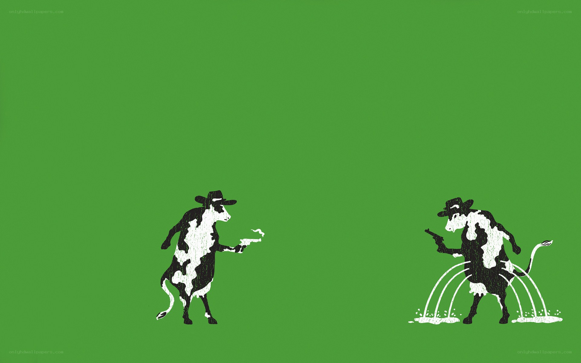 Cow duel on green