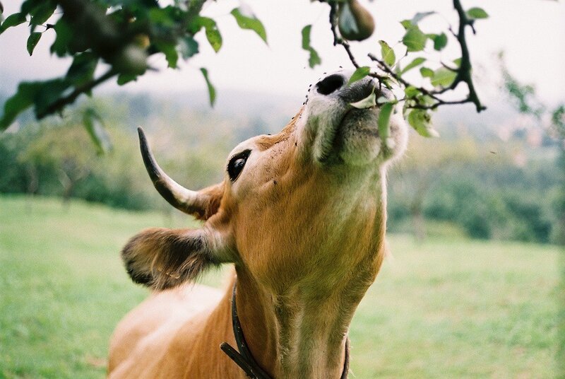 cow eating from a tree